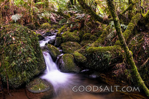 Waters of Quiet Renewal