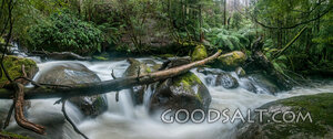 Living Waters in the Forest