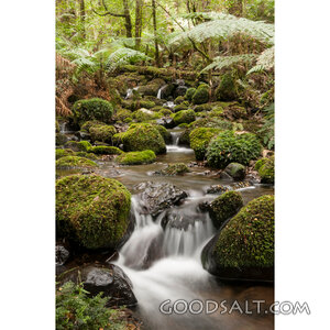 Living Waters in the Fern Forest