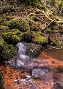 Living Stream Through Mossy Forest