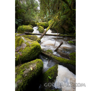 Living Water in the Forest