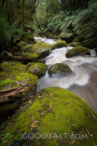 Living Waters Through the Fern Forest