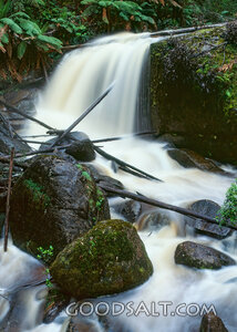 Living Waters in the Fern Forest