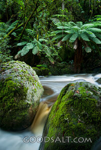 Living Water Rainforest Stream