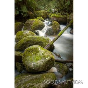 Living Waters in the Forest