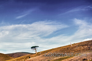 Heavens Above the Solitary Tree