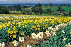 Flowers of the Field