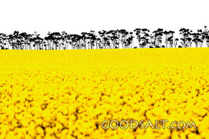 Golden Harvest Field at the Tree Line