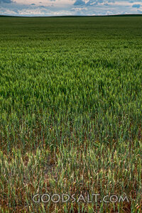 Harvest Field Under Open Heaven