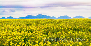 Field of Provision Beneath the Mountains