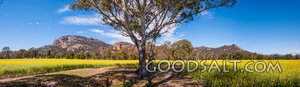 Harvest Field Beneath the Mountain Tree