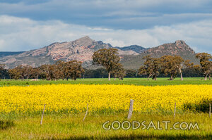 Flowering Field Beneath Storm Clouds