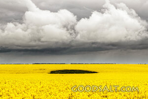 Harvest Field Beneath Storm Clouds