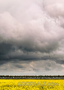 Storm Clouds Over the Harvest Field