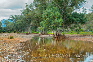 Still Waters Among the Trees