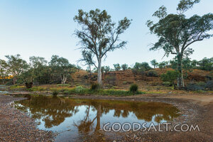 Trees Beside Still Waters