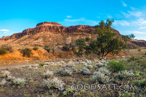 Desert Hills in Bloom