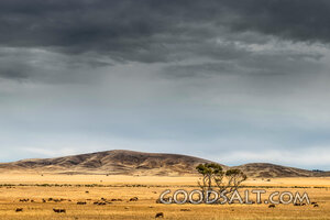 Sheep Beneath Storm Clouds