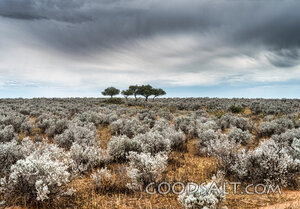 Storm Over the Wilderness