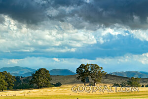 Flock Beneath Storm Clouds