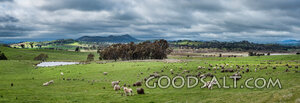 Sheep in the Lord’s Pasture