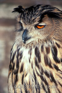 Watchful Horned Owl Portrait