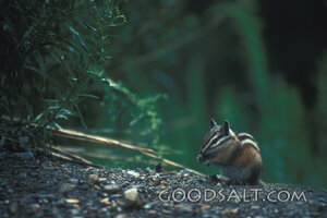 Chipmunk Feeding in the Forest
