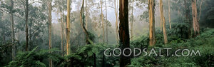 Misty Forest 