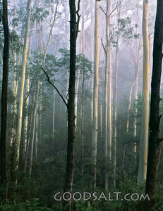 misty forest