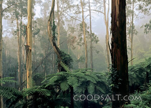 Misty Trees With Greenery