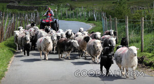 Modern Shepherd