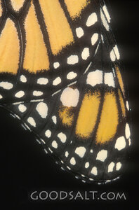 detail of butterfly wing
