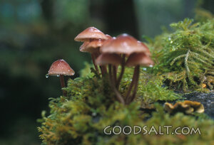 Mushrooms on the Mossy Forest Floor