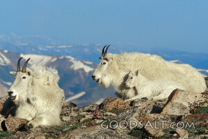 Mountain Goat Family Laying on Rocky Ground