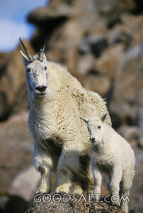 Mountain Goats Baby and Mother Close-Up