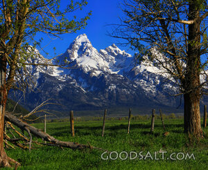 Mountains Through Trees