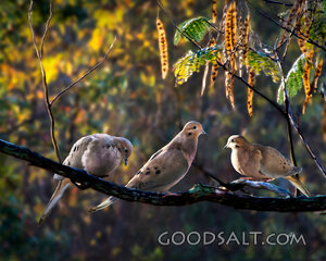 Mourning Doves