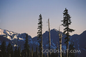 Evergreens Before Snow-Crowned Peaks