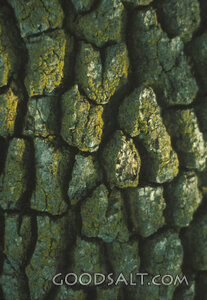 Ancient Bark Texture