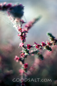 Wild Blossoms of Providence