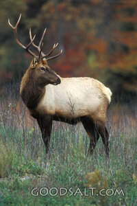 Bull Elk in Autumn Meadow
