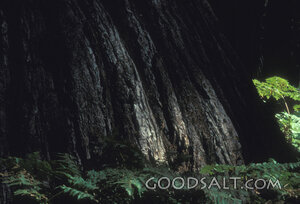 Rooted in the Forest Shade