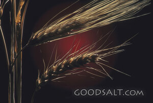 Grain of Wheat in Harvest Light