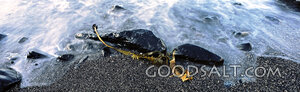 Ocean Sand Seaweed