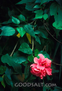 one pink flower among green leaves