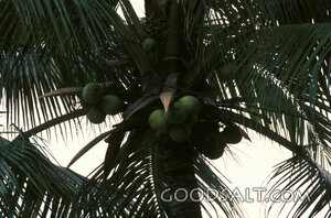 Palm Fruit