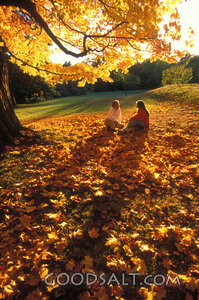 Autumn Fellowship Beneath the Maple