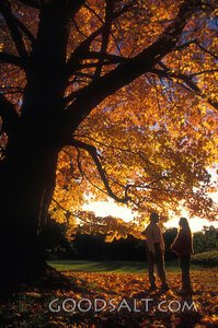 Autumn Fellowship Beneath the Tree