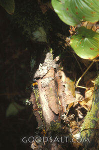 Forest Floor in God’s Creation