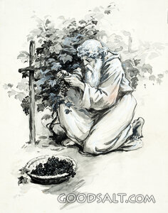Picking Grapes From the Vineyard